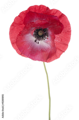 Fototapeta Naklejka Na Ścianę i Meble -  poppy