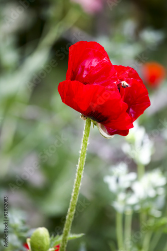 Poppies in the field