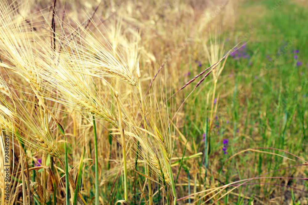 Fototapeta premium Beautiful summer field