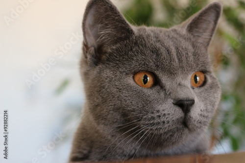 British Shorthair Cat 
