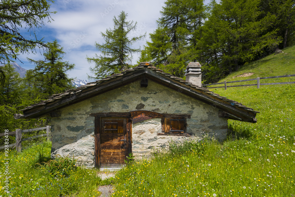 Schweizer Berghüfte in den Walliser Alpen Schweizer Berghüfte in den Walliser Alpen