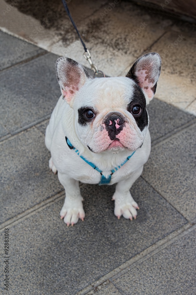 Obraz premium Bulldog