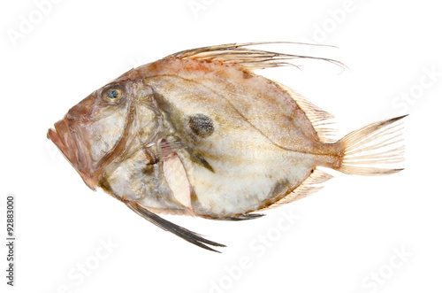 Photography John dory fish