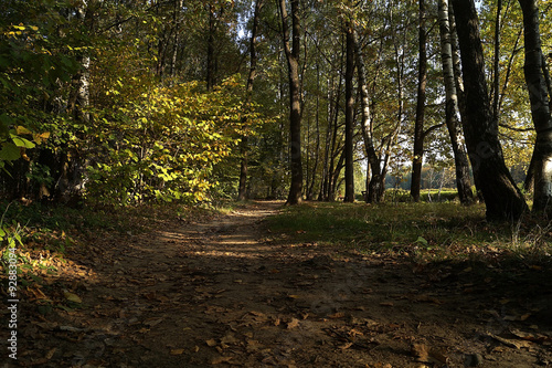 Foto Forest track
