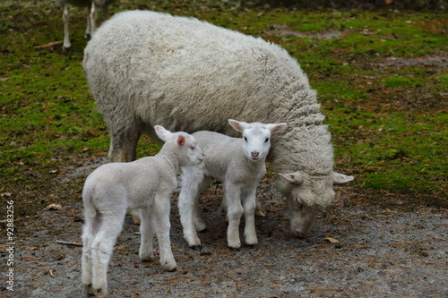 Baby sheep and mother sheep