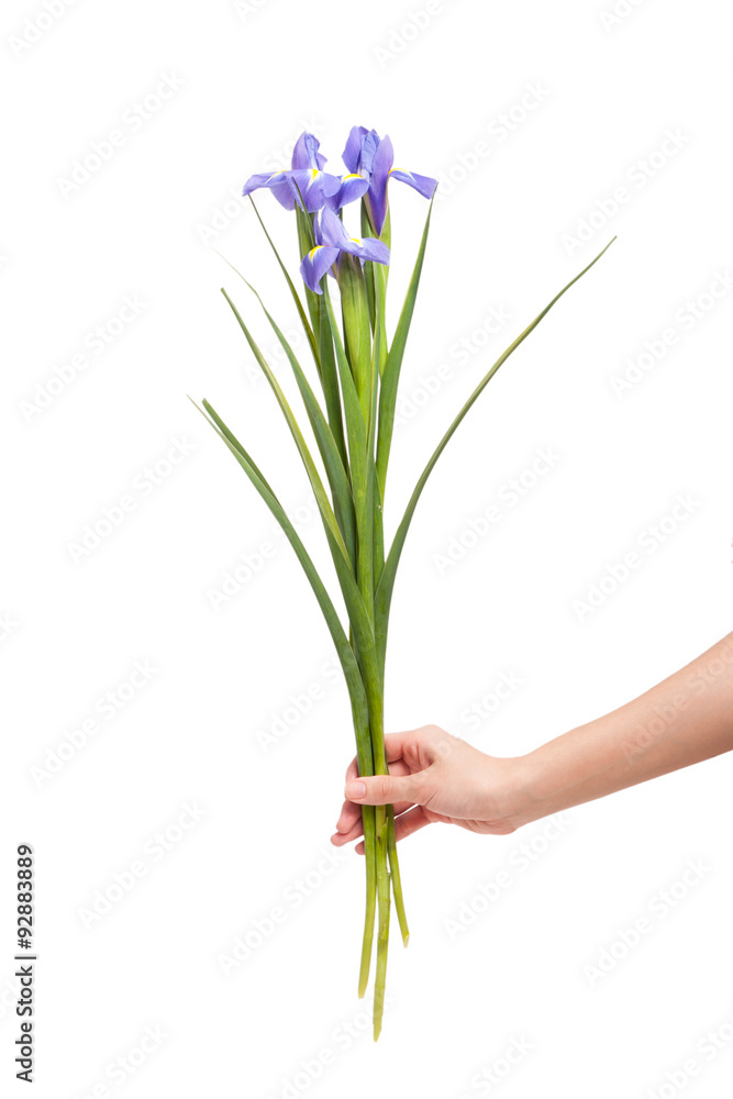 Iris flower in hand isolated on white background Iris flower in hand isolated on white background