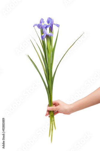 Iris flower in hand isolated on white background