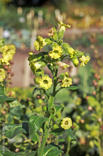 Nicotiana rustica