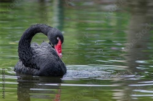 Black swan with red bill swim on the lake