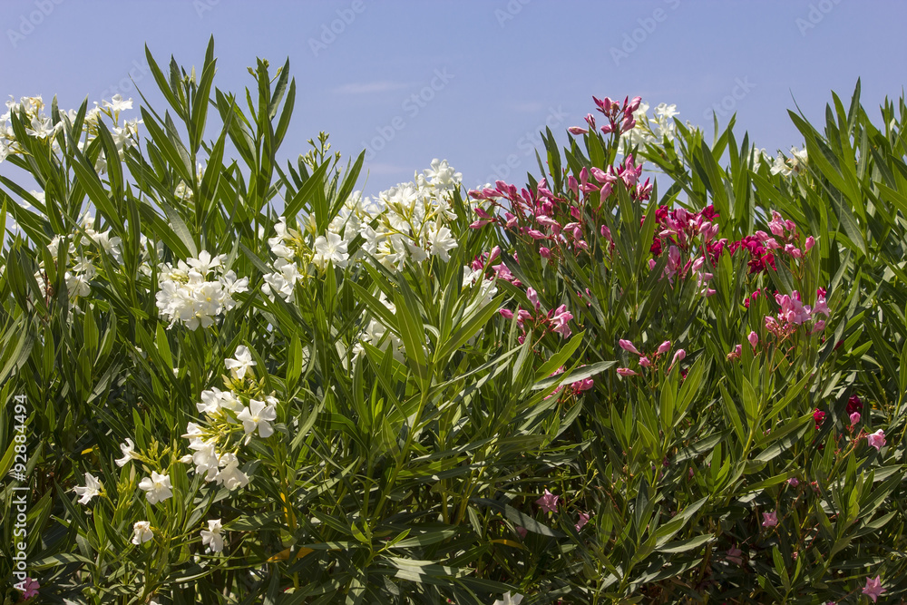 Fototapeta premium Oleander