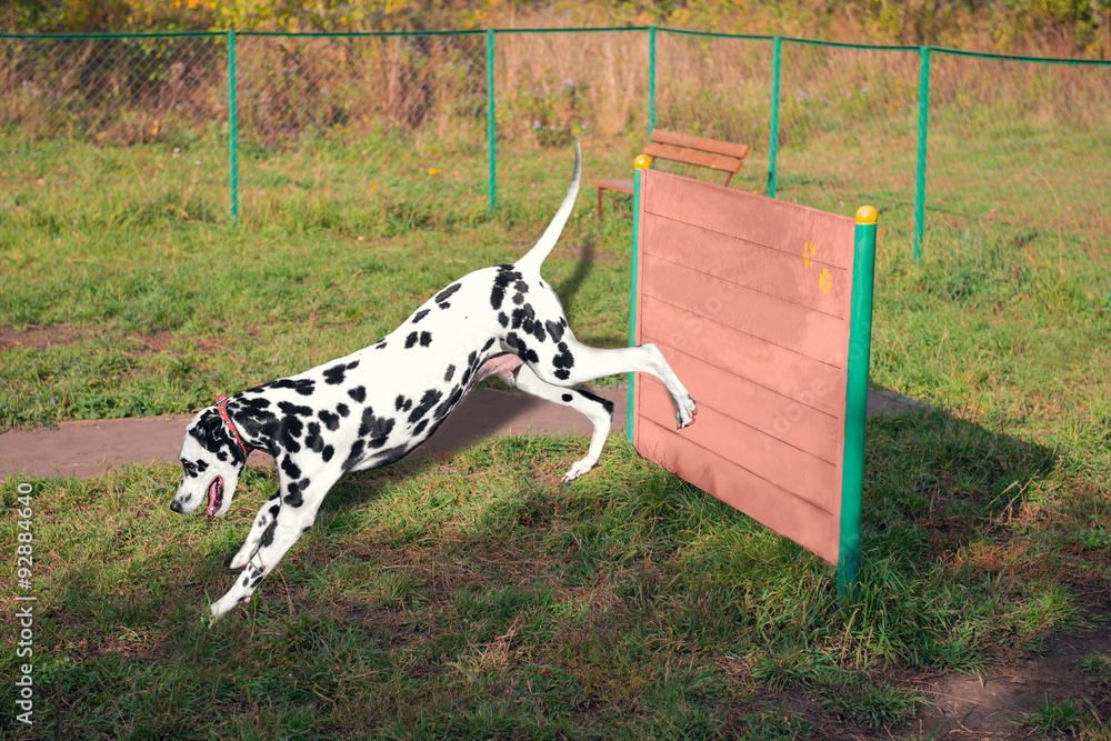 Dalmatian dog on the playground
