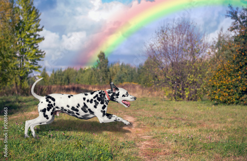 Dalmatian and rainbow