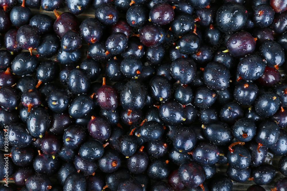 Heap of wild black currant close up Heap of wild black currant close up