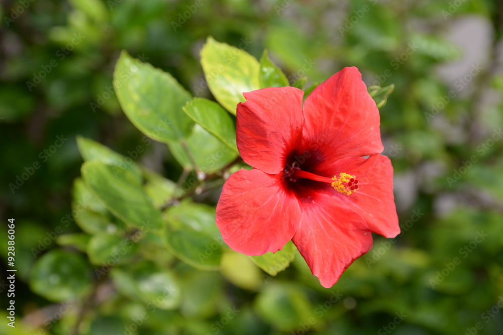 Hibiskus Hibiskus