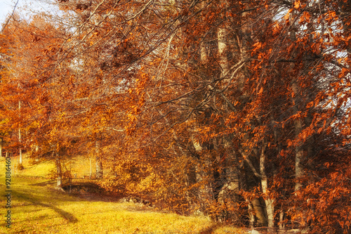 Montagna autunnale photo