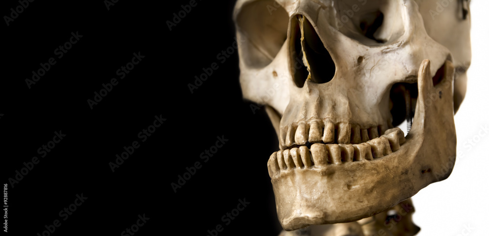 Obraz premium Human Skull