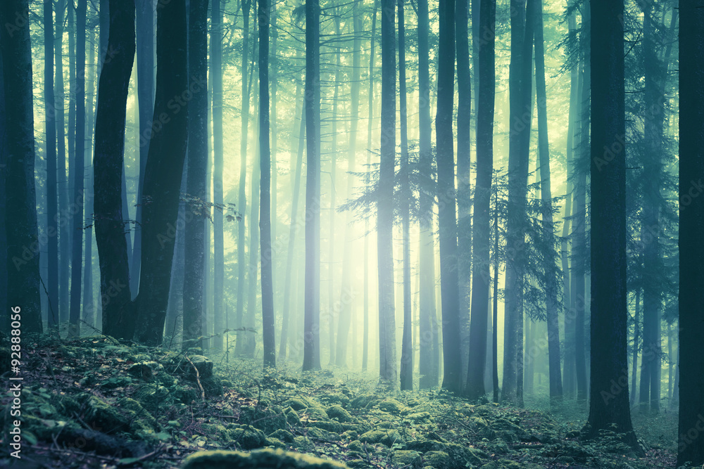 Fototapeta premium Magiczny błękitnej zieleni nasycony mgłowy lasowych drzew krajobraz. Zastosowano efekt filtra koloru. Zdjęcie zostało zrobione w południowo-wschodniej Słowenii, w Europie.