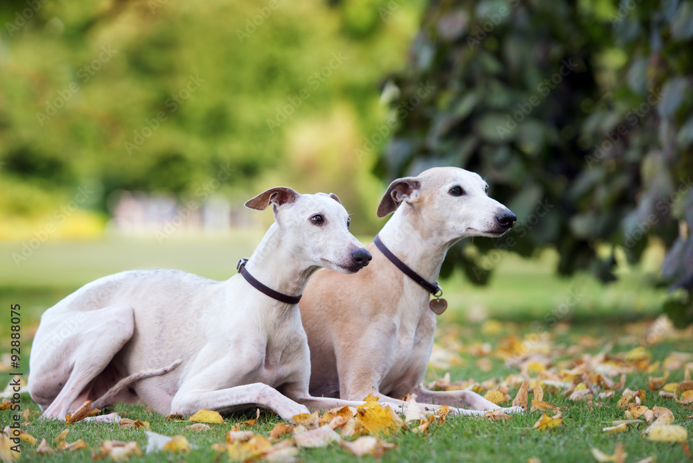 two whippet dogs lying down outdoors in autumn