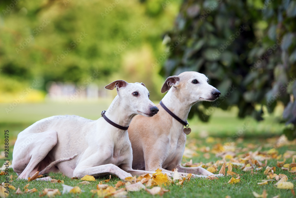 two whippet dogs lying down outdoors in autumn two whippet dogs lying down outdoors in autumn