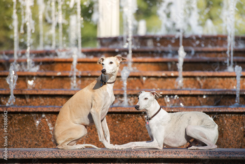 Canvas Print two whippet dogs posing by the fountain