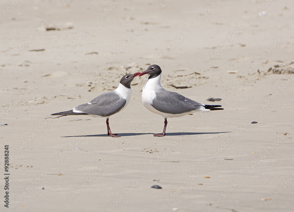 A Pair of Laughing Gulls Nuzzling on a Beach A Pair of Laughing Gulls Nuzzling on a Beach