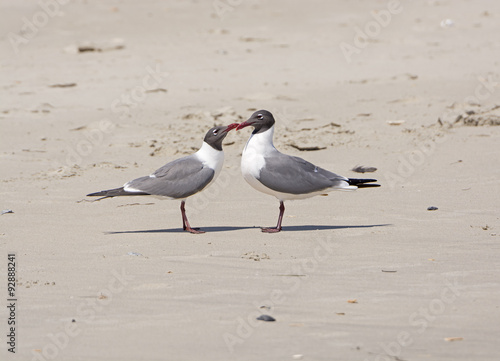 A Pair of Laughing Gulls Nuzzling on a Beach