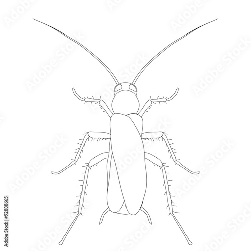 Blattella germanica. cockroach. Sketch of cockroach. cockroach isolated on white background. cockroach Design for coloring book.  hand-drawn cockroach.