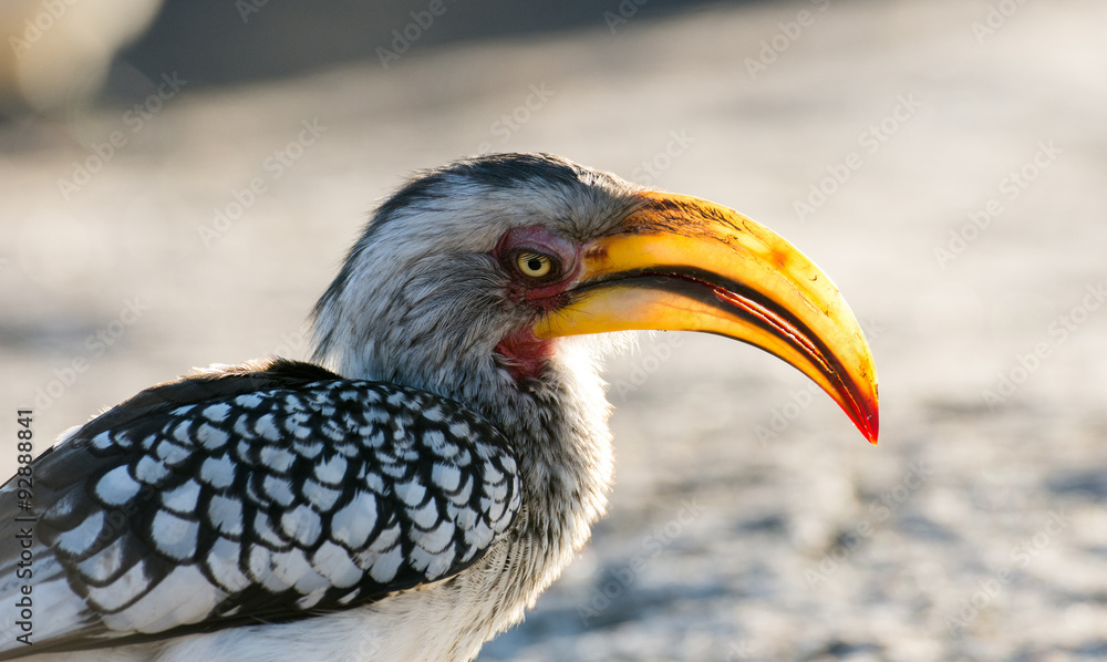 Obraz premium Yellow-billed hornbill