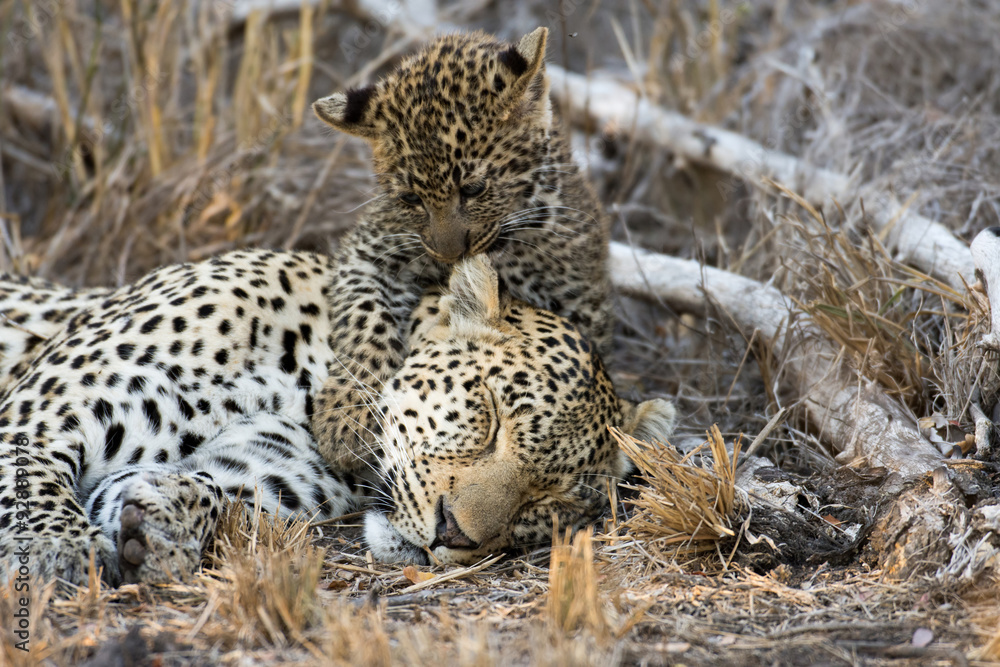 Fototapeta premium Female leopard and cub