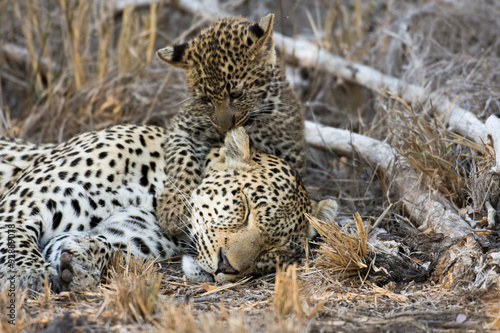 Female leopard and cub