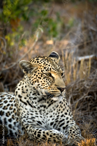 Female leopard resting