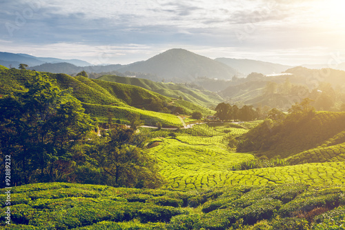 Konstfotografi Tea plantation in Malaysia