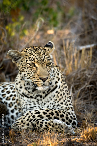 Female leopard resting