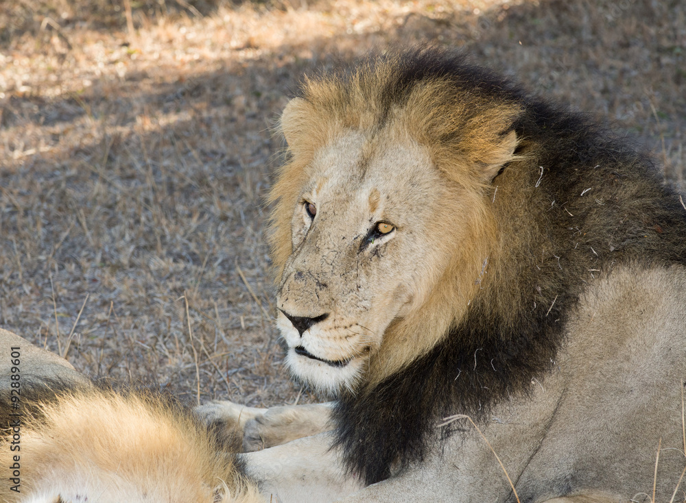Male lion Male lion