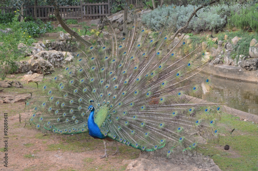 Obraz premium Pavão