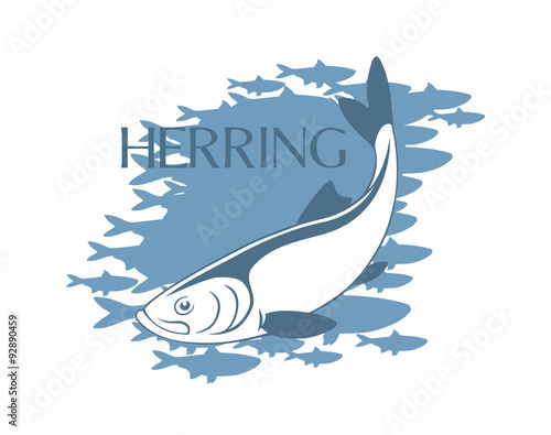 herring fish