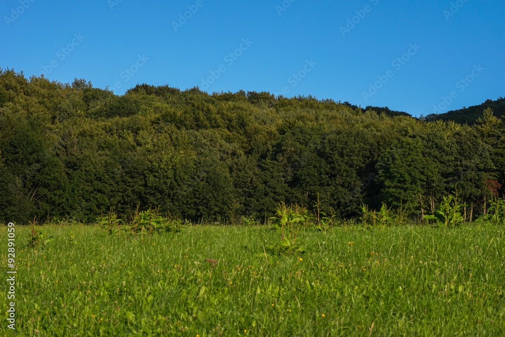 Obraz premium Waldrand mit Lichtung