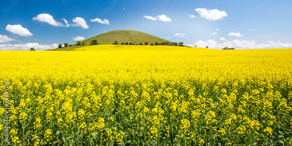 Fototapeta premium Fields of Canola in Australia