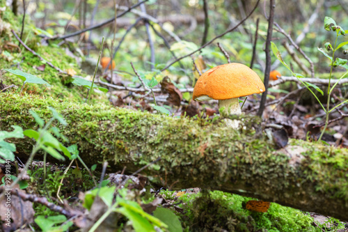 Orange-cap boletus in the autumn forest