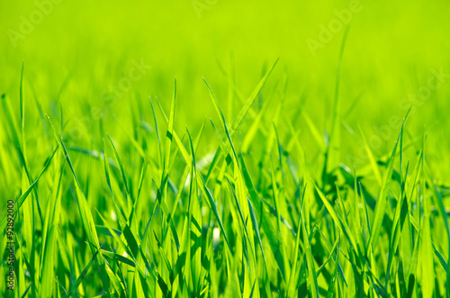 Green grass