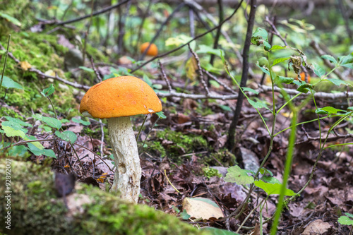Orange-cap boletus in the autumn forest