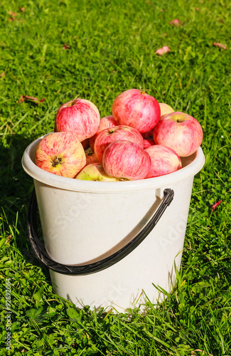Ripe red apples in a white plastic bucket