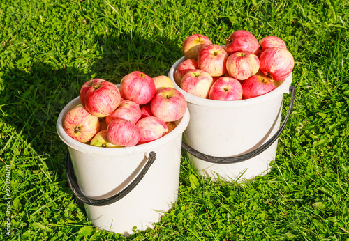 Obraz na płótnie Ripe red apples in a white plastic buckets w salonie
