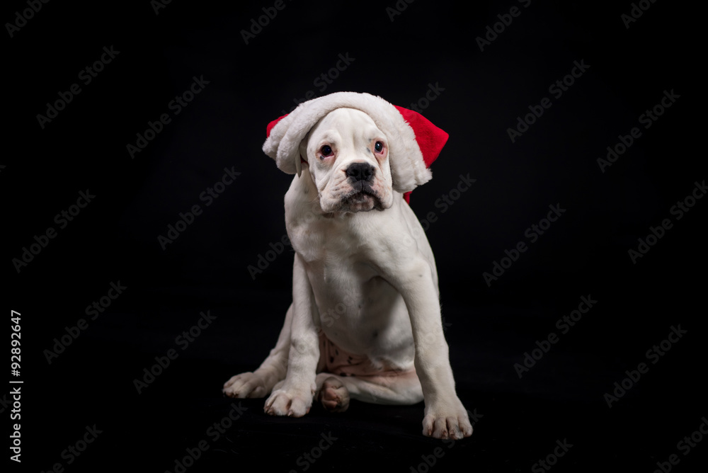 White german boxer puppy with santa's cap White german boxer puppy with santa's cap