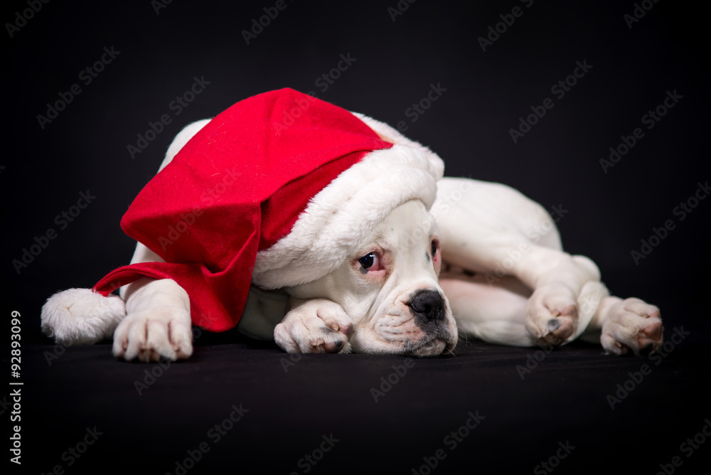 White german boxer puppy with santa's cap White german boxer puppy with santa's cap