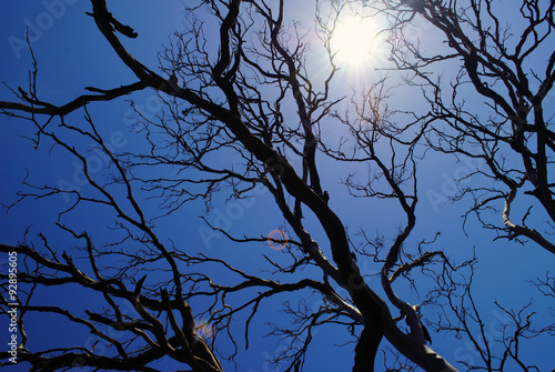 bright blue sky background with a silhouette of a tree