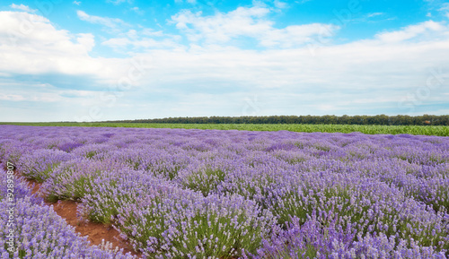 Field of lavender flowers