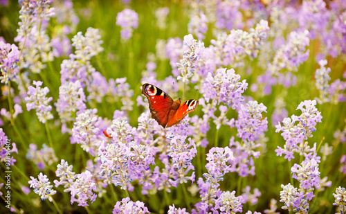 Fototapeta Naklejka Na Ścianę i Meble -  Butterfly on lavender flowers