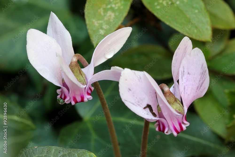 Obraz premium Wild cyclamen