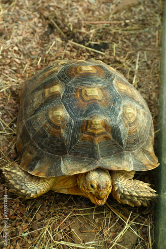 Turtle in zoo, close-up